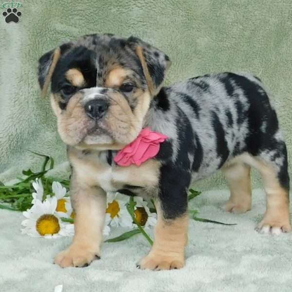 Bella, Miniature Bulldog Puppy